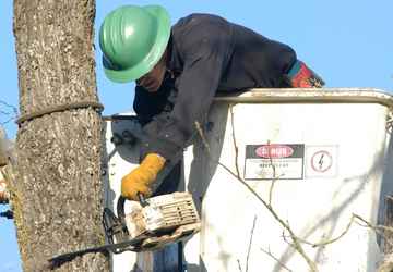 Tree Removal